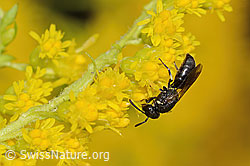 Mauer-Maskenbiene (Hylaeus hyalinatus) auf Kanadischer Goldrute (Solidago canadensis) (C354093) Mauer-Maskenbiene (Hylaeus hyalinatus) auf Kanadischer Goldrute (Solidago canadensis) (C354093)