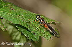 Dungwaffenfliege (Sargus bipunctatus) (C355620)