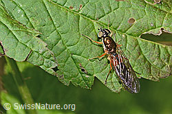 Dungwaffenfliege (Sargus bipunctatus) (C355623)