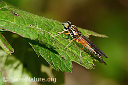 Dungwaffenfliege (Sargus bipunctatus) (16.09.2025, C355624)