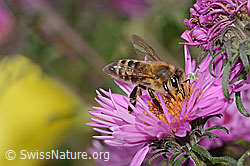 Westliche Honigbiene (Apis mellifera) an Neuenglischer Aster (Aster novae-angliae) (C355632) Westliche Honigbiene (Apis mellifera) an Neuenglischer Aster (Aster novae-angliae) (C355632)