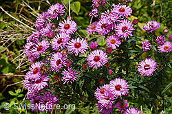 Neuenglische Aster (Aster novae-angliae) (C355636)