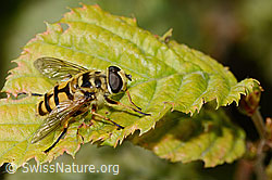 Totenkopfschwebfliege (Myathropa florea) (C355647)