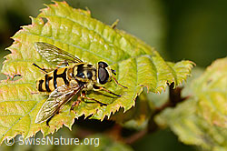 Totenkopfschwebfliege (Myathropa florea) (C355649)