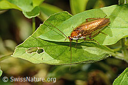 Bernstein-Waldschabe (Ectobius vittiventris) (16.09.2025, C355655)