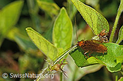 Bernstein-Waldschabe (Ectobius vittiventris) (C355656) Bernstein-Waldschabe (Ectobius vittiventris) (C355656)