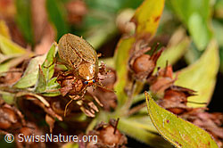 Bernstein-Waldschabe (Ectobius vittiventris) (C355660) Bernstein-Waldschabe (Ectobius vittiventris) (C355660)
