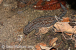 Bergmolch (Ichthyosaura alpestris) (C355668)
