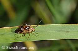 Gemeine Wiesenwanze (Lygus pratensis) (C355674)