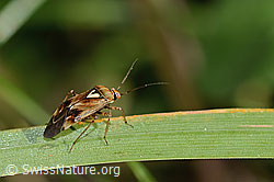 Gemeine Wiesenwanze (Lygus pratensis) (C355680)