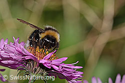 Dunkle Erdhummel (Bombus terrestris) auf Neuenglischer Aster (Aster novae-angliae) (C355690)