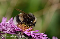 Dunkle Erdhummel (Bombus terrestris) an Sumpf-Kratzdistel (Cirsium palustre)