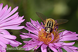 Grosse Sumpfschwebfliege (Helophilus trivittatus) auf Neuenglischer Aster (Aster novae-angliae) (C355695) Grosse Sumpfschwebfliege (Helophilus trivittatus) auf Neuenglischer Aster (Aster novae-angliae) (C355695)
