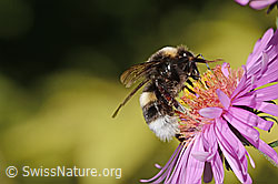 Dunkle Erdhummel (Bombus terrestris) auf Neuenglischer Aster (Aster novae-angliae) (C355698)