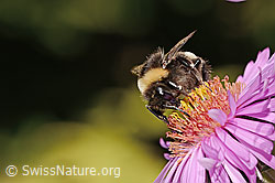 Dunkle Erdhummel (Bombus terrestris) auf Neuenglischer Aster (Aster novae-angliae) (C355699)