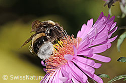 Dunkle Erdhummel (Bombus terrestris) auf Neuenglischer Aster (Aster novae-angliae) (C355700)