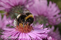 Dunkle Erdhummel (Bombus terrestris) auf Neuenglischer Aster (Aster novae-angliae) (C355702)