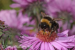 Dunkle Erdhummel (Bombus terrestris) auf Neuenglischer Aster (Aster novae-angliae) (C355703)