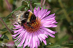 Dunkle Erdhummel (Bombus terrestris) auf Neuenglischer Aster (Aster novae-angliae) (C355707)