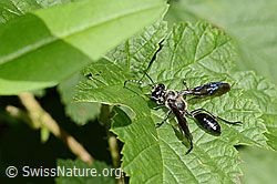 Stahlblauer Grillenjäger (Isodontia mexicana) (18.09.2025, C355712)