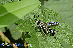Stahlblauer Grillenjäger (Isodontia mexicana) (C355713) Stahlblauer Grillenjäger (Isodontia mexicana) (C355713)
