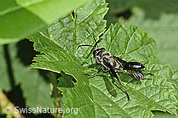 Stahlblauer Grillenjäger (Isodontia mexicana) (C355714) Stahlblauer Grillenjäger (Isodontia mexicana) (C355714)