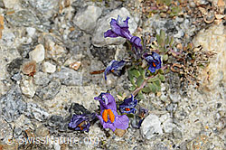 Alpen-Leinkraut (Linaria alpina) (C355957)