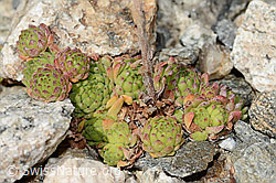 Berg-Hauswurz (Sempervivum montanum) (C355960)