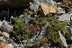 Moschus-Schafgarbe (Achillea erba-rotta ssp. moschata) (C356000)