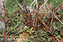 Alpen-Hornklee (Lotus alpinus) (09.2025, C356002)