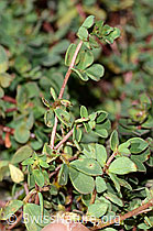 Alpen-Hornklee (Lotus alpinus) (C356005)