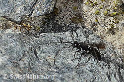 Anoplius nigerrimus (Wegwespe) (C356008)