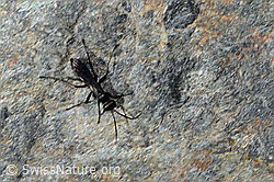 Anoplius nigerrimus (Wegwespe) (C356009)