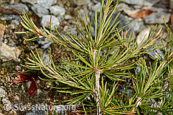 Europäische Lärche (Larix decidua) (09.2025, C356018)