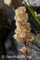 Alpen-Goldrute (Solidago virgaurea ssp. minuta) (C356058)