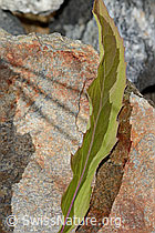 Alpen-Goldrute (Solidago virgaurea ssp. minuta) (C356061)
