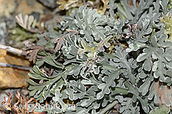 Graues Greiskraut (Senecio incanus) (C356068)