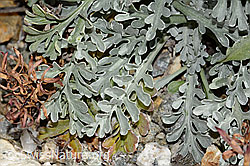 Graues Greiskraut (Senecio incanus) (C356070)