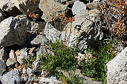Moschus-Schafgarbe (Achillea erba-rotta ssp. moschata) (C356073)