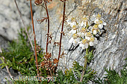 Moschus-Schafgarbe (Achillea erba-rotta ssp. moschata) (C356077)