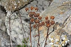 Moschus-Schafgarbe (Achillea erba-rotta ssp. moschata) (C356078)