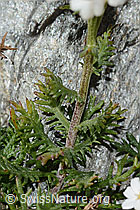 Moschus-Schafgarbe (Achillea erba-rotta ssp. moschata) (C356080)