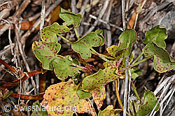 Schildblättriger Ampfer (Rumex scutatus) (C356091)