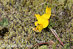 Alpen-Hornklee (Lotus alpinus) (C356118)
