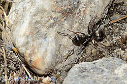 Formica lemani (Waldameise) (C356149)