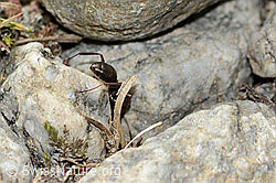 Formica lemani (Waldameise) (C356151)