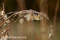 Schildblättriger Ampfer (Rumex scutatus) (09.2025, C356170)