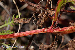 Schildblättriger Ampfer (Rumex scutatus) (C356172)