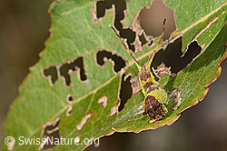 Espen-Gabelschwanz Raupe (Furcula bifida) auf Zitterpappel (Espe, Populus tremula) (C357326)
