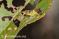 Espen-Gabelschwanz Raupe (Furcula bifida) auf Zitterpappel (Espe, Populus tremula) (C357327)